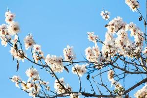 fiori di ciliegio bianchi foto