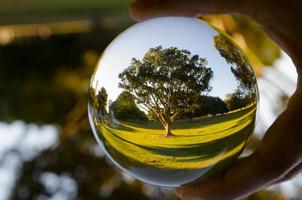 un' bellissimo albero fotografia nel chiaro cristallo bicchiere sfera. foto