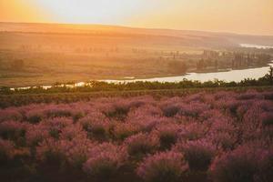 un campo di lavanda vicino al ruscello foto