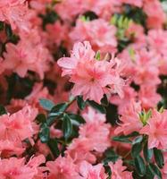fiori rosa con lente tilt shift foto