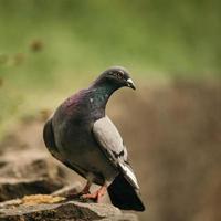 curioso piccione su roccia marrone