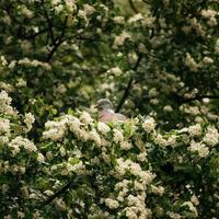 uccello bianco e marrone foto