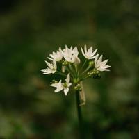fiore singolo bianco foto