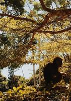 scimmia sull'albero foto