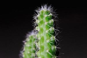 alto vicino del cactus verde foto