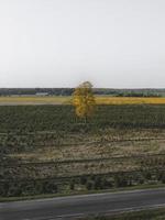 albero solitario in un campo foto