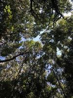 vista a vite senza fine di alberi verdi foto