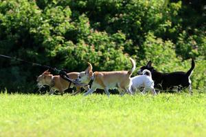 cane su un' camminare nel un' città parco nel Israele. foto