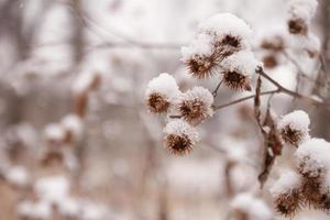 piante innevate all'aperto foto