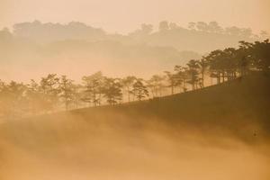 alberi e colline nella nebbia foto