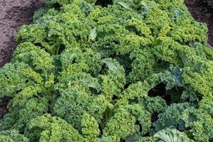 grande le quantità di verde cavolo nel il giardino foto