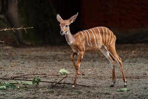 minore kudu nel zoo foto