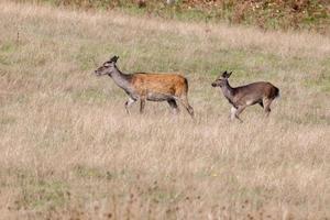 selvaggio giapponese sika cervo posteriore, cervus nipponico, e bambino vagare nel Dorset foto