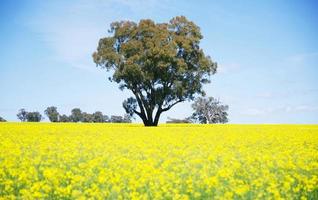 il grande albero tra canola boom giallo i campi nel walla walla , nsw foto