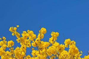 fiore di tabebuia giallo contro il cielo blu foto