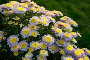 fiori crisantemi nel il giardino foto