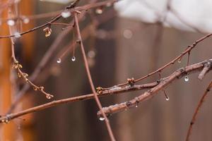 gocce di pioggia su un' albero ramo, mini cuffie su un' ramo foto