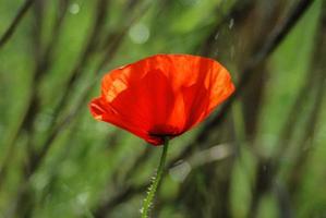 papavero fiore nel primavera foto