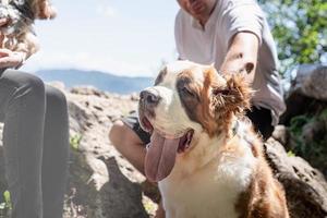 giovane coppia in viaggio con cani a il montagne, san bernardo cane e yorkshire terrier foto