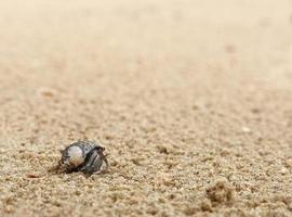 vicino su di un' poco eremita Granchio arriva su di il conchiglia strisciando su il sabbioso spiaggia, selettivo messa a fuoco, copia spazio foto