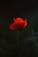 fiore rosso da vicino foto