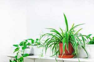decorazione domestica delle piante verdi su fondo bianco foto