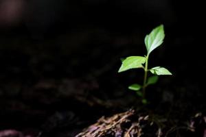 giovane piccolo verde nuovo vita crescita su suolo nel ecologia natura. cura pianta alberi e crescere piantine e proteggere nel giardino nel terra su mondo ambiente giorno. sviluppo ambientale-agricoltura concetto foto