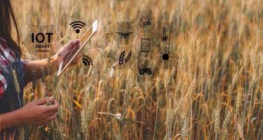 inteligente agricoltura concetto. contadino con tecnologia digitale tavoletta su sfondo di Grano campo. professionale agricoltori uso Internet di cose IoT computer sistema per gestire fattorie. agricoltura moderno idea. foto