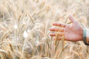 inteligente agricoltura concetto. contadino con tecnologia digitale tavoletta su sfondo di Grano campo. professionale agricoltori uso Internet di cose IoT computer sistema per gestire fattorie. agricoltura moderno idea. foto