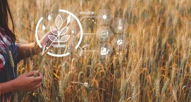 inteligente agricoltura concetto. contadino con tecnologia digitale tavoletta su sfondo di Grano campo. professionale agricoltori uso Internet di cose IoT computer sistema per gestire fattorie. agricoltura moderno idea. foto