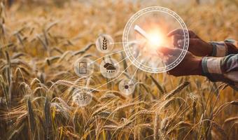 inteligente agricoltura concetto. contadino con tecnologia digitale tavoletta su sfondo di Grano campo. professionale agricoltori uso Internet di cose IoT computer sistema per gestire fattorie. agricoltura moderno idea. foto