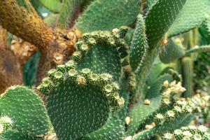 primo piano, fioritura, cactus foto