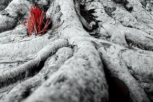 adorare con bastoncini di incenso offerta alle radici dell'albero di baniano foto