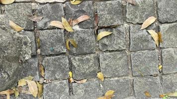 le foglie autunno su il Cracked cemento strada 3. adatto per sfondi, modelli, e a tema natura design elementi. foto