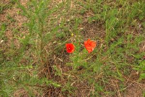 fioritura papavero, papavero rhoeas l. anche chiamato papavero o Mais rosa, esso è un' specie di pianta a partire dal il papavero genere papaver nel il papavero famiglia papaveracee. foto