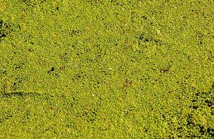 sfondo con astratto modello fatto di acquatico pianta lemna. verde le foglie di lenticchie d'acqua su soleggiato giorno foto