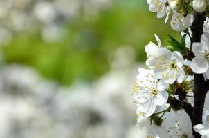 fioritura ramo di albicocca albero. presto fioritura di alberi nel aprile foto