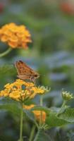 giallo lantana con falena su fioritura foto