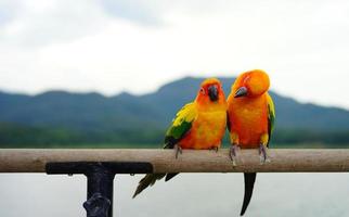 sole conure bellissimo pappagallo o parrocchetto coppia Aratinga solstitialis esotico animale domestico adorabile foto