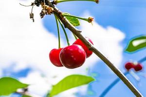 fotografia su tema bellissimo frutta ramo ciliegia albero foto