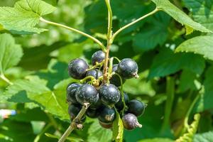 bellissimo bacca ramo nero ribes cespuglio con naturale le foglie foto