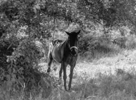 bellissimo selvaggio cavallo stallone su estate fiore prato foto