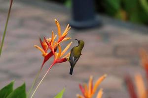 oliva sostenuto sunbird foto