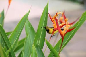 oliva sostenuto sunbird foto