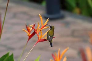 oliva sostenuto sunbird foto