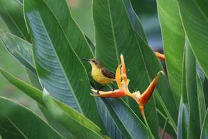 oliva sostenuto sunbird foto