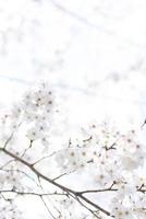 immagine di fiori di ciliegio