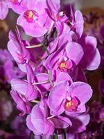 orchidee lilla foto