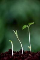 crescita delle piante: nuovi inizi
