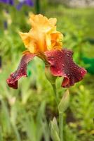iris giallo sultano e viola